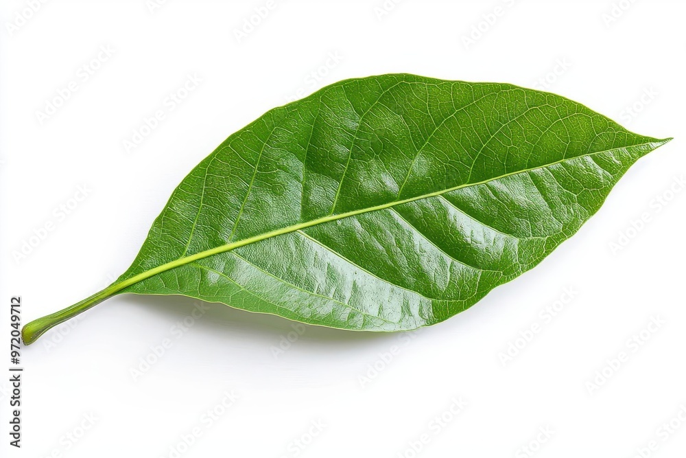 Obraz premium Green cocoa leaf isolated on white background, showcasing its natural detail and unique texture in a vibrant shade of green.