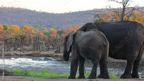 African elephants at sunset near Kruger park waterhole, telephoto view