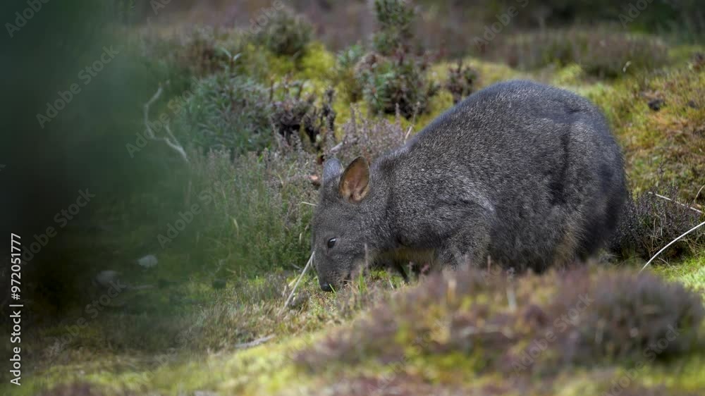 Australian Pademelon Foraging for Food on the Forest Floor in Tasmania's Alpine Region of Cradle Mountain National Park Australian Pademelon Foraging for Food on the Forest Floor in Tasmania's Alpine Region of Cradle Mountain National Park