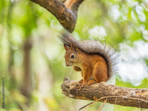 Squirrel sits on a branch in Autumn park