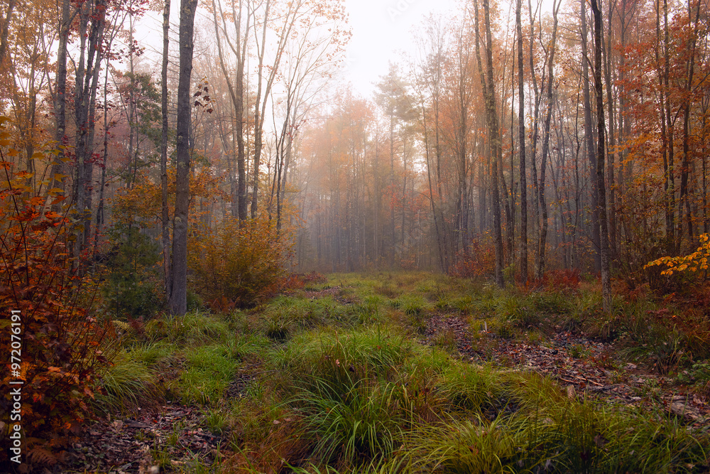 Obraz premium autumn calm foggy forest and colorful trees.