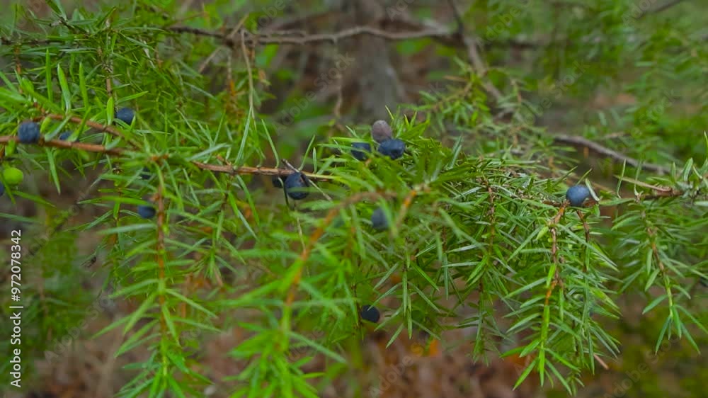 Juniper trees close up during summer time with blue juniper berries on the plants. Tree has green needles and brown tree branches visible. Filmed in Saaremaa. Berries are in focus, background blurred. Juniper trees close up during summer time with blue juniper berries on the plants. Tree has green needles and brown tree branches visible. Filmed in Saaremaa. Berries are in focus, background blurred.