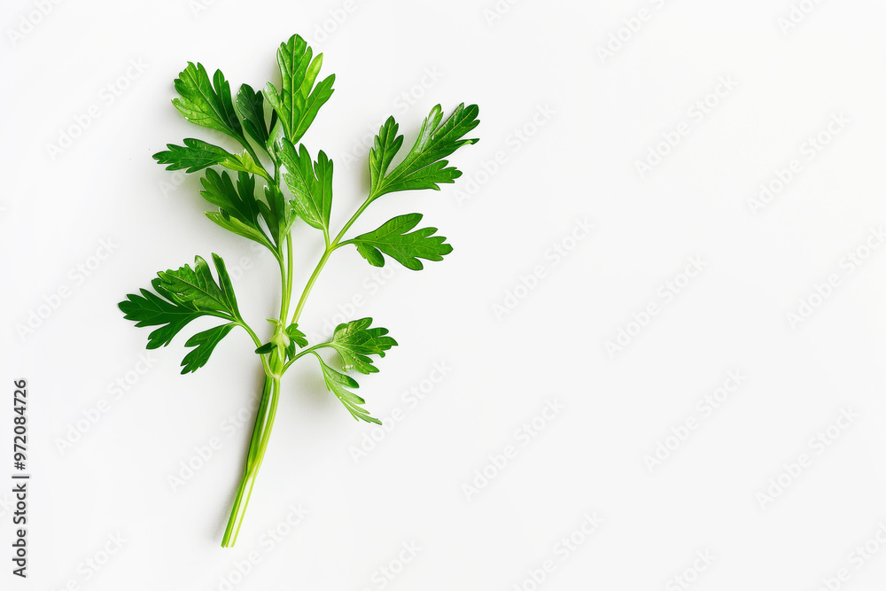 Fresh leaf of parsley on white background. Healty green food. Herb favor Fresh leaf of parsley on white background. Healty green food. Herb favor
