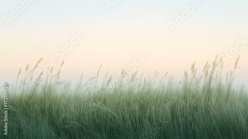 Tall grass blowing in the wind with a pastel sky in the background.