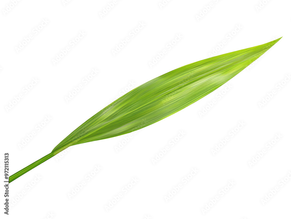 Long sharp green leaf isolated on a transparent background. Long sharp green leaf isolated on a transparent background.