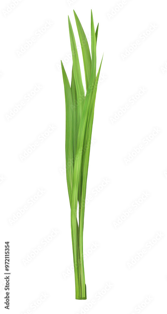 Narrow green leaf with sharp edges on a transparent background. Narrow green leaf with sharp edges on a transparent background.