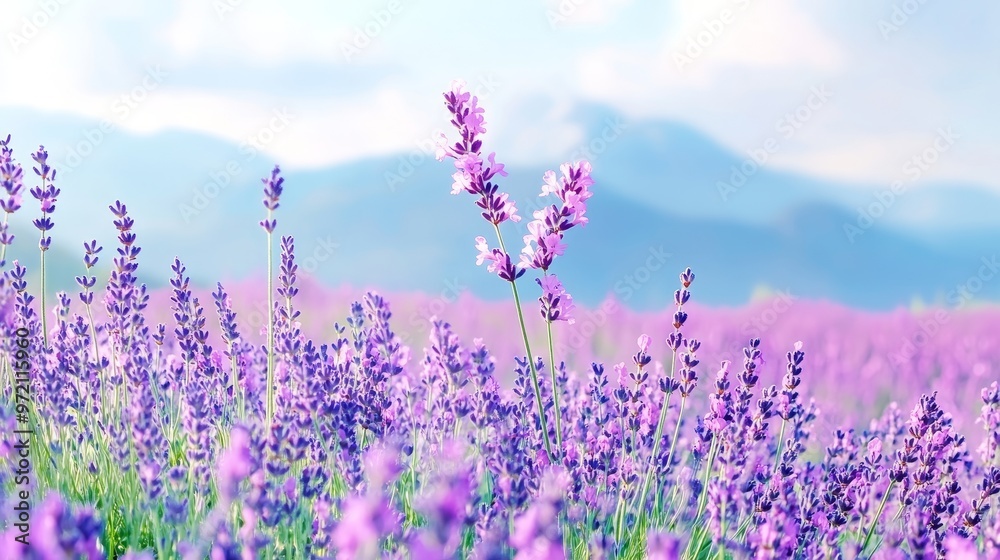 Obraz premium Wind turbines towering over a vast lavender field, their sleek white blades spinning gently against the deep purple blooms, under a soft watercolor sky