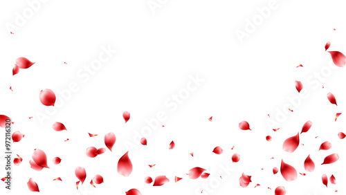Rose petals flying lovely banner floral red color on transparent background