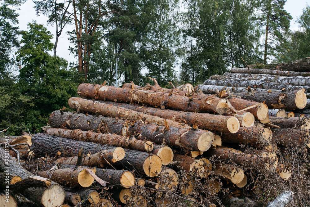 A large pile of freshly cut tree logs stacked in an outdoor setting, forestry industry and business, lumber production, or natural resource management, fire wood and construction material production. A large pile of freshly cut tree logs stacked in an outdoor setting, forestry industry and business, lumber production, or natural resource management, fire wood and construction material production.