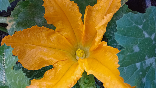 Large yellow-orange flower of pumpkin, courgette and green leaves