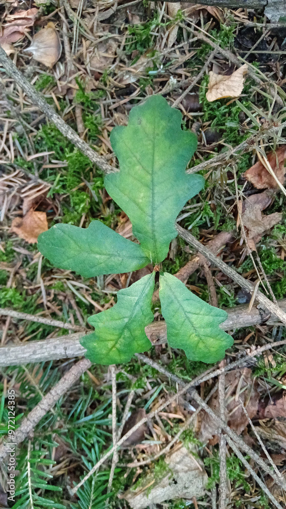a young oak tree with four leaves grows on mulch in the forest a young oak tree with four leaves grows on mulch in the forest