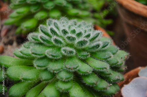 Echeveria setosa, Crassulaceae, is a fleshy succulent plant with fluffy leaves