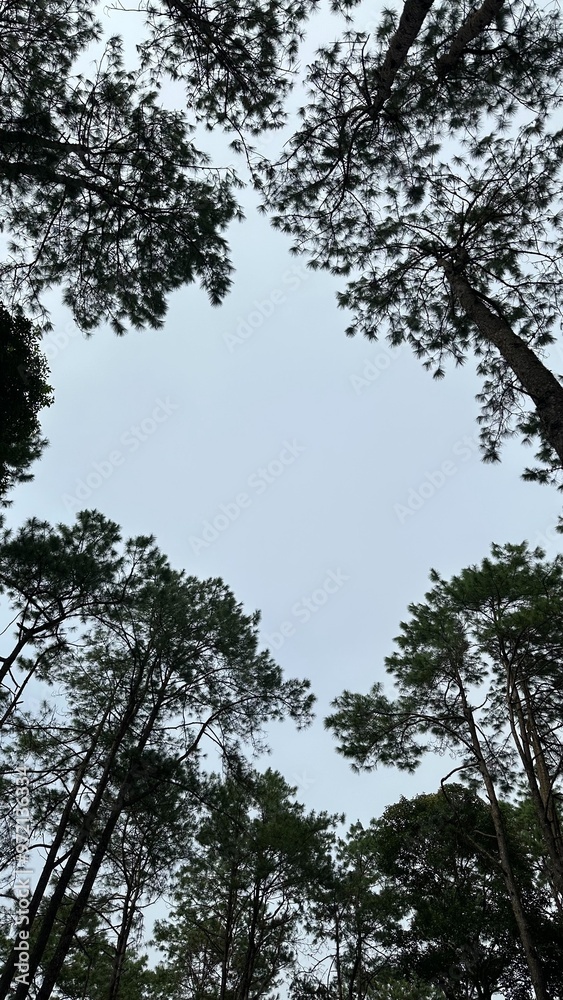 Fototapeta premium trees and sky