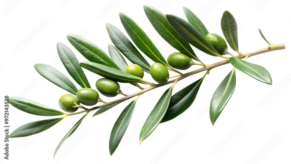 Olive tree branch with leaves isolated on white. Olive tree branch with leaves isolated on white.