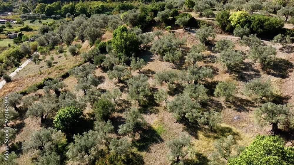 Olive trees and saplings on a land in Italy Olive trees and saplings on a land in Italy