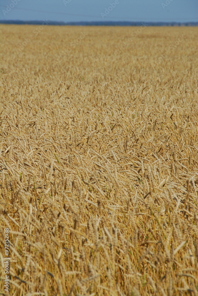 A field of ripe yellow wheat. Harvesting A field of ripe yellow wheat. Harvesting