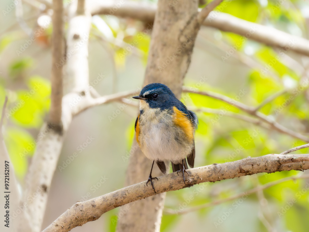 Fototapeta premium 森の中の木陰で枝に留まって周りを見渡しているルリビタキの雄