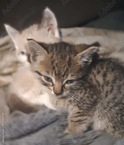 portrait of kittens