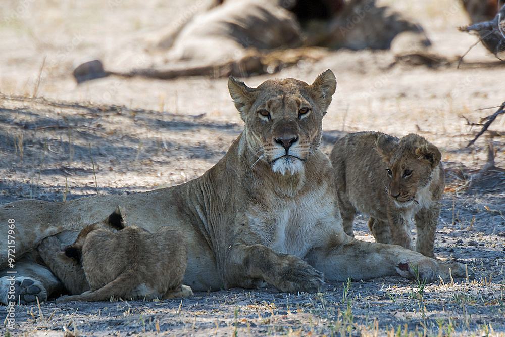 Fototapeta premium lions in bwa
