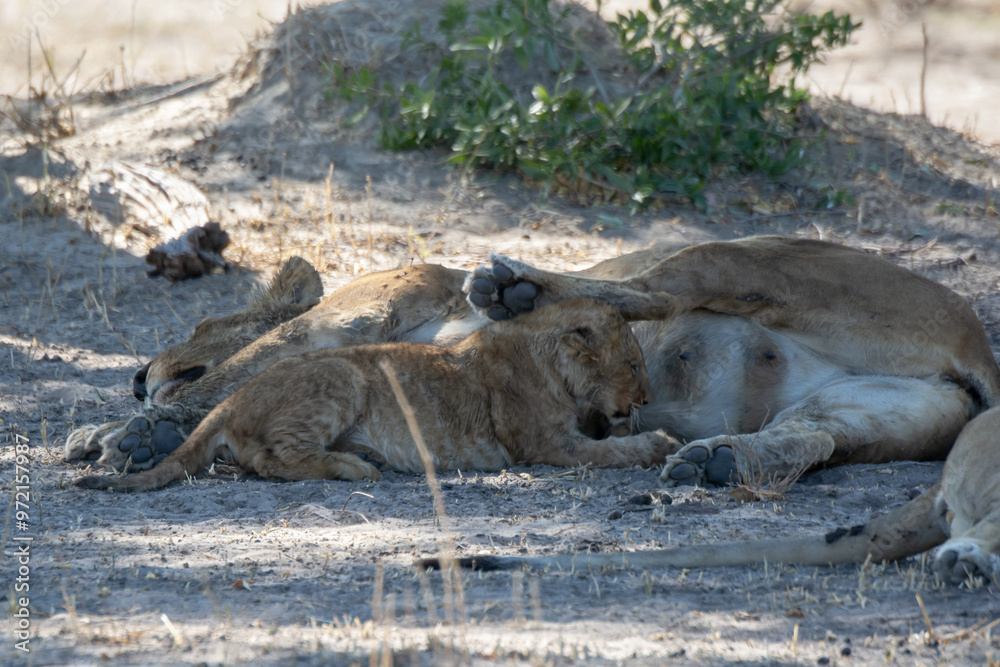 lions in bwa