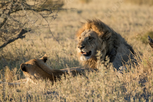 lions in bwa