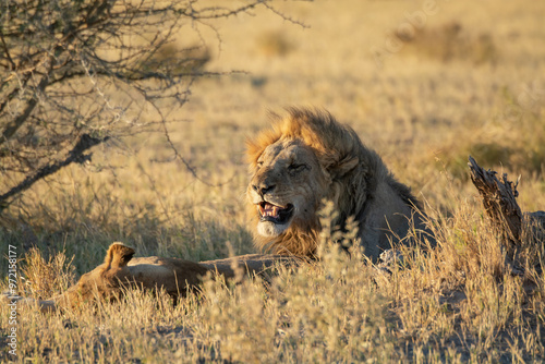 Konstfotografi lions in bwa