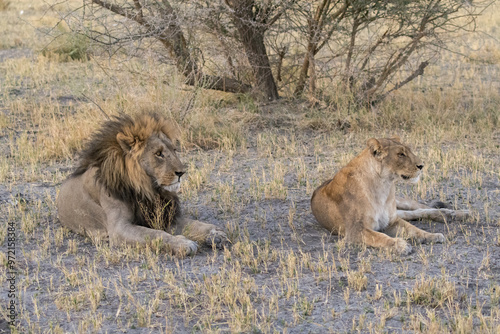 lions in bwa
