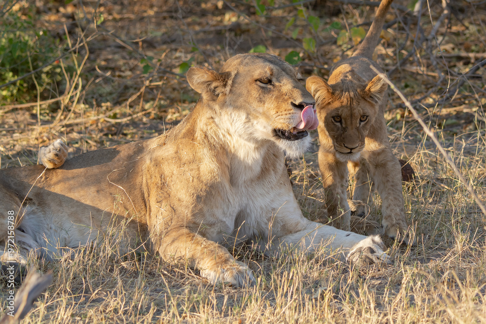 lions in bwa lions in bwa
