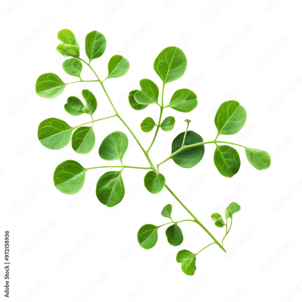 Obraz premium Delicate moringa leaves isolated on a white background highlighting their natural form and texture