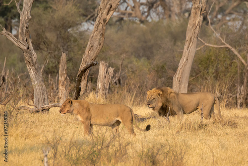 lions in BWA