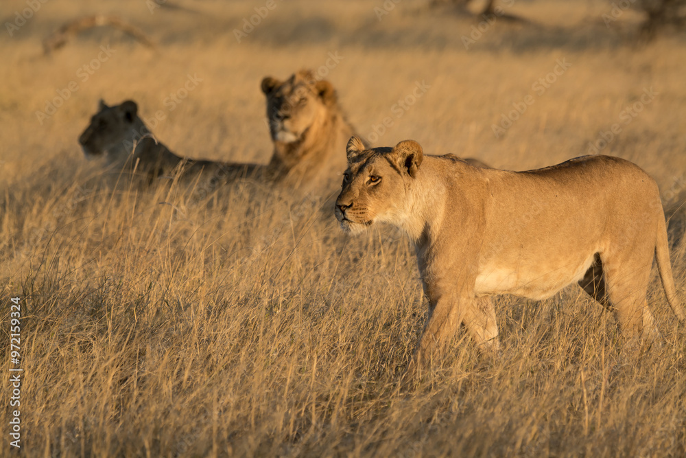 lions in BWA