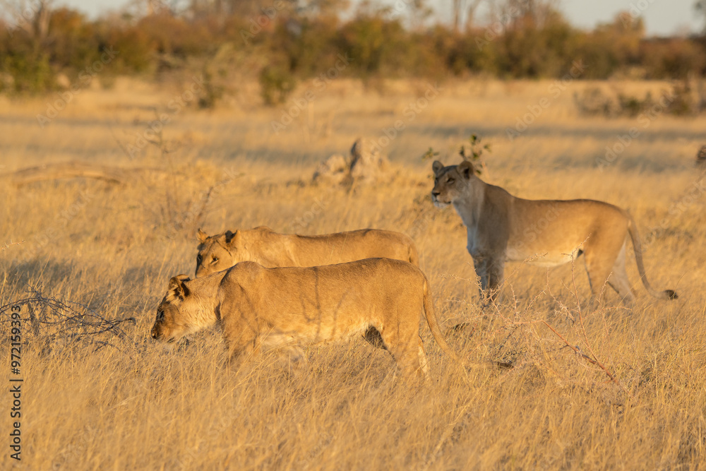 Fototapeta premium lions in bwa