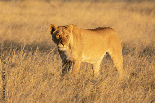 lions in BWA
