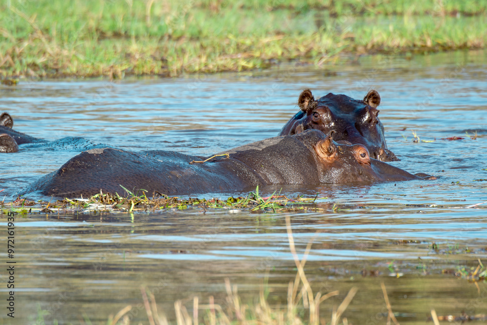 Ippopotami in acqua , in un fiume in botswanA Ippopotami in acqua , in un fiume in botswanA