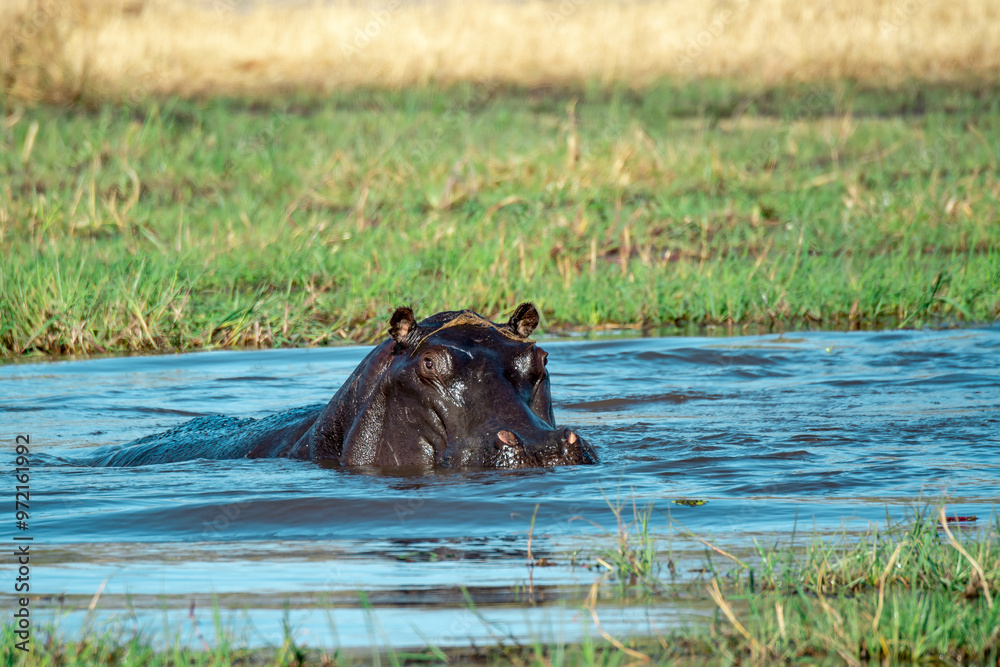 Fototapeta premium Ippopotami in acqua , in un fiume in botswanA