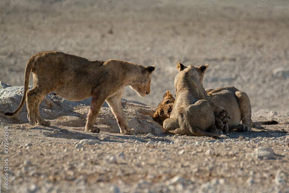 Lions in BWA