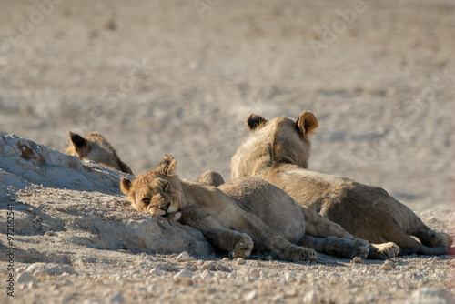 Canvastavla Lions in BWA
