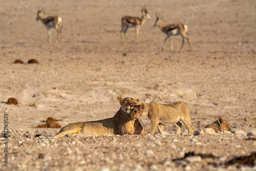 lions in bwa