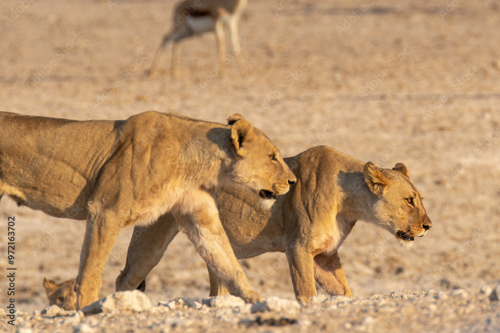Fototapeta premium lions in bwa