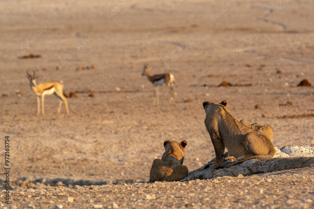 Fototapeta premium Lions in BWA