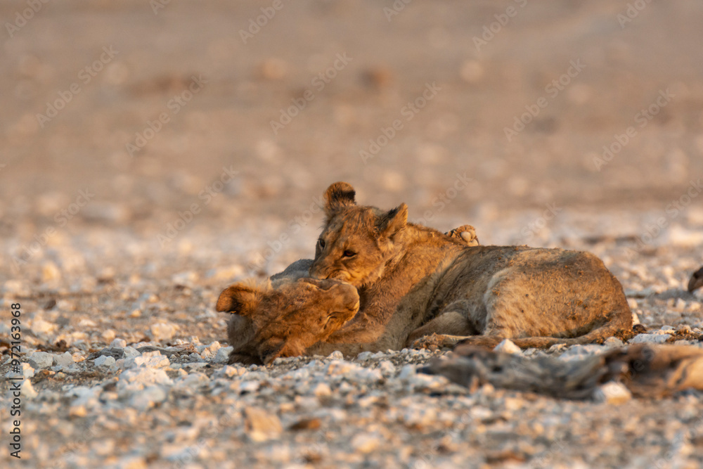 lions in safari lions in safari
