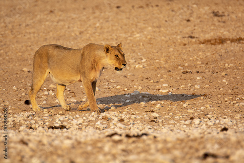 lions in bwa