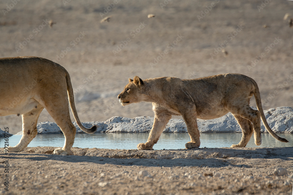 Fototapeta premium lions in bwa