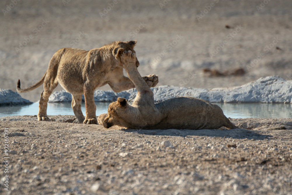 Obraz premium lions in bwa