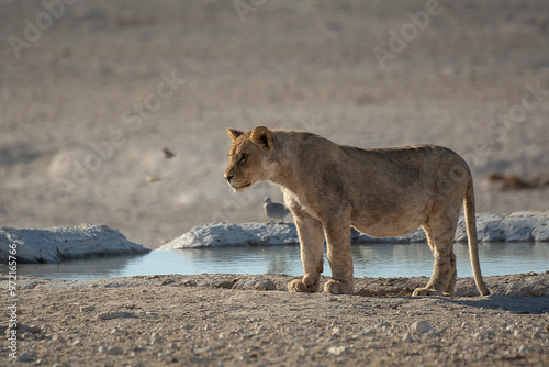 lions in bwa