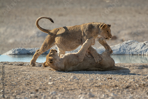 Photography lions in safari