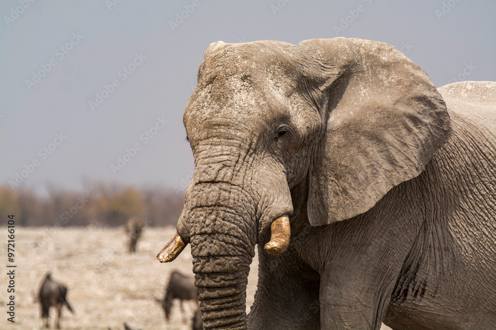 Naklejka premium elefanti in BWA