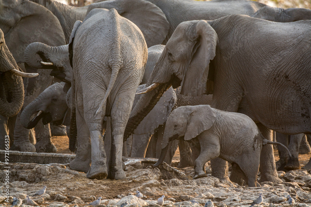 Fototapeta premium elefanti in BWA