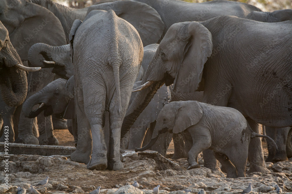 Fototapeta premium elefanti in BWA