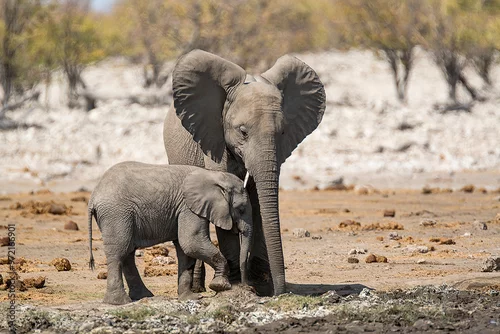 Obraz elefanti in BWA